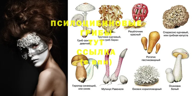 Галлюциногенные грибы Psilocybine cubensis  Горно-Алтайск 