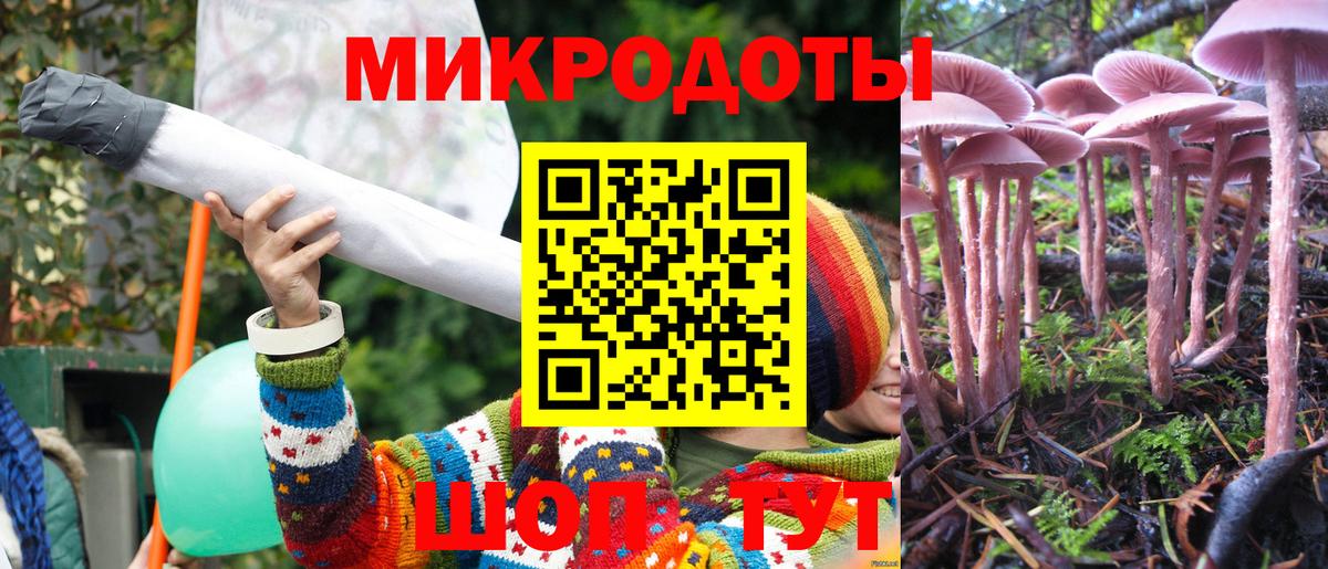 Галлюциногенные грибы Psilocybe Горно-Алтайск